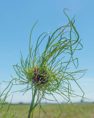 Allium 'Hair'