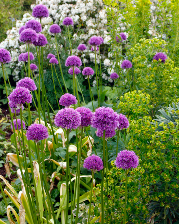 Allium 'His Excellency'