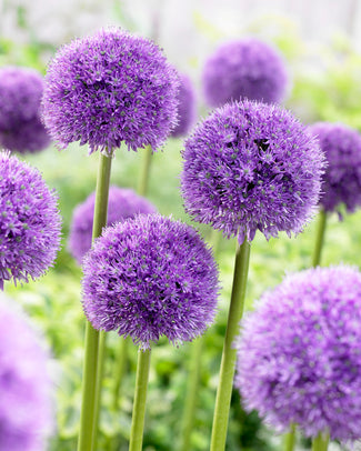 Allium 'His Excellency'