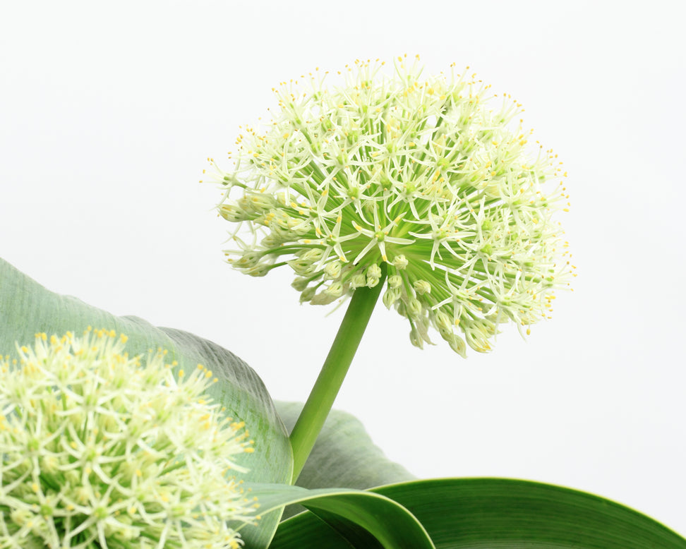 Allium karativiense 'Ivory Queen'