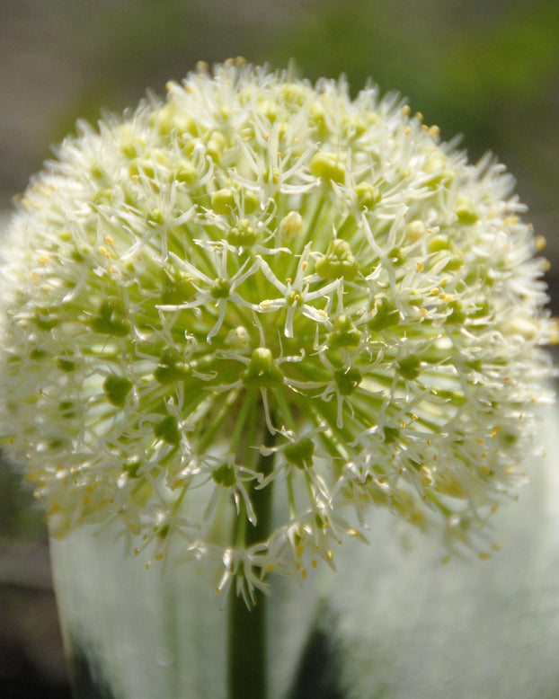 Flower Bulbskarativiense Ivory Queen Bulbs UK - 2