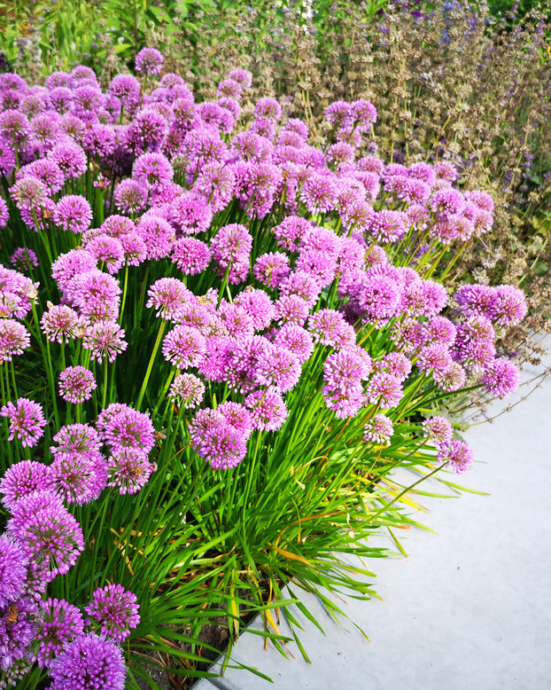 Allium 'Millenium'