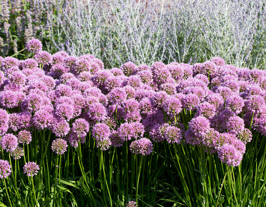 Allium 'Millenium'