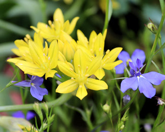 Allium moly
