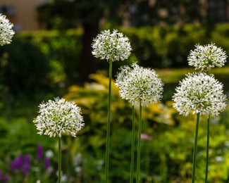 Flower BulbsMount Everest Bulbs UK - 1