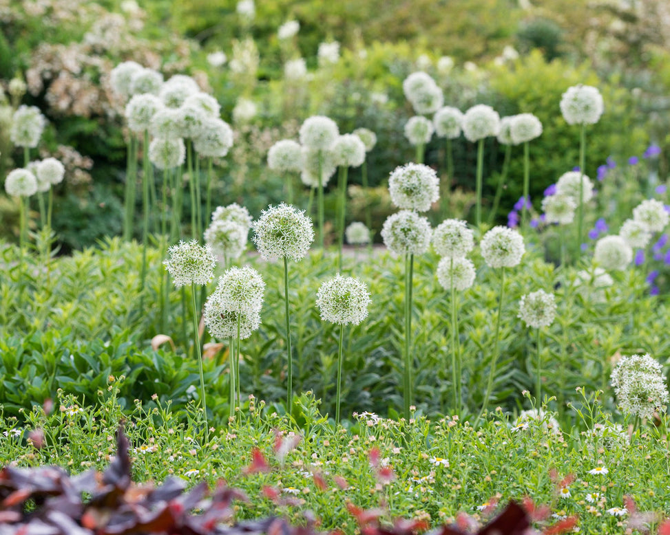 Flower BulbsMount Everest Bulbs UK - 2