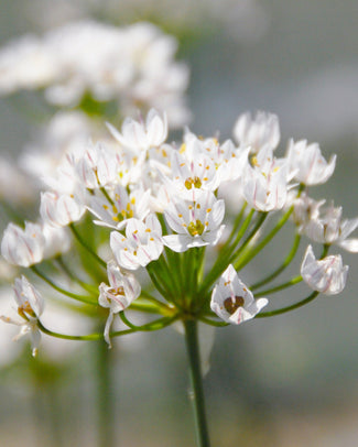 Allium neapolitanum 'Cowanii'