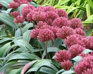 Flower BulbsNevskianum Bulbs UK - 1