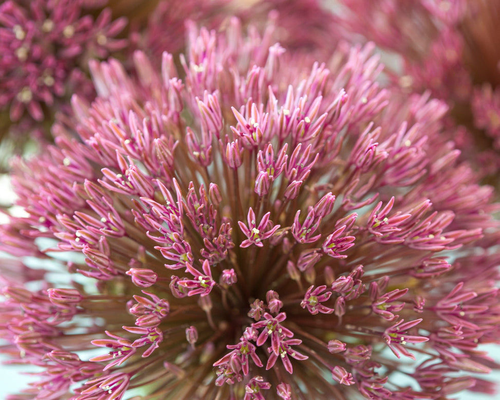 Flower BulbsNevskianum Bulbs UK - 3