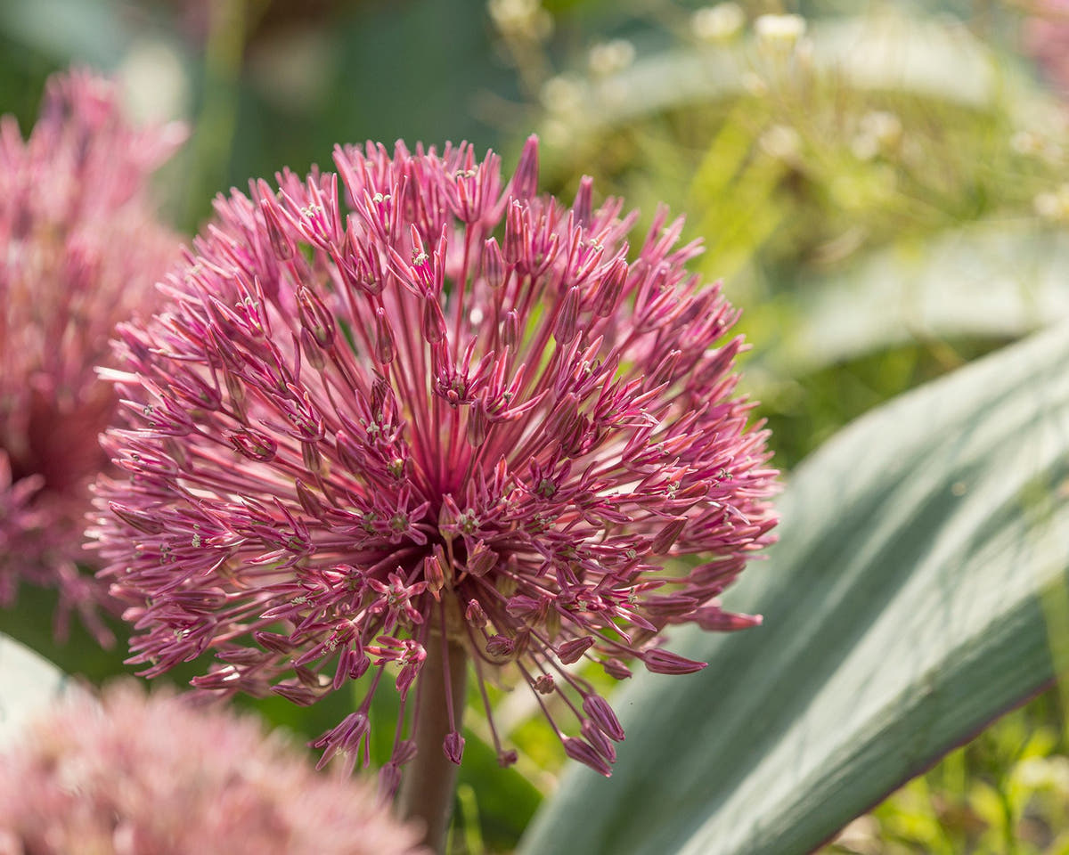 Flower BulbsNevskianum Bulbs UK - 4