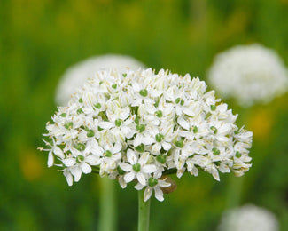 Allium multibulbosum 'Nigrum'