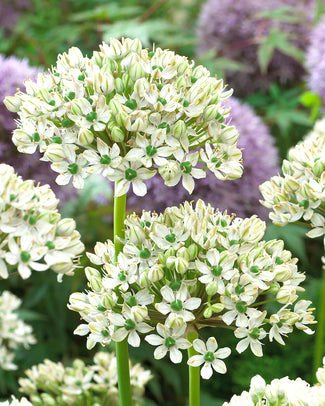 Allium multibulbosum 'Nigrum'