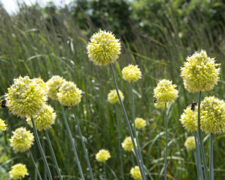 Allium obliquum
