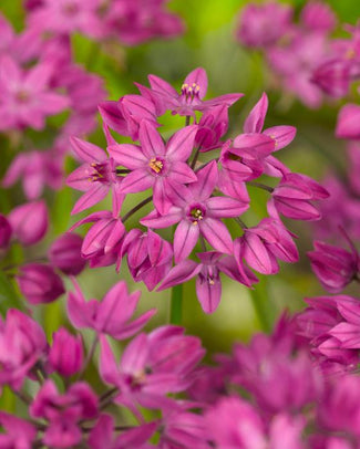 Allium oreophilum