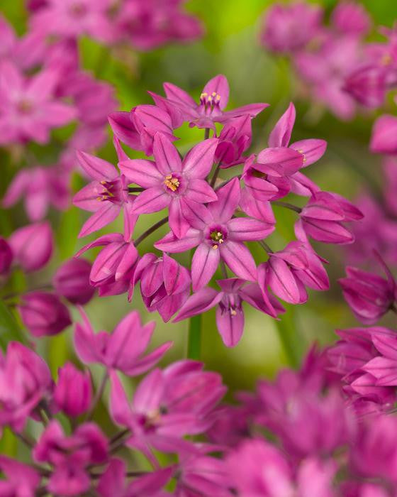 Allium oreophilum