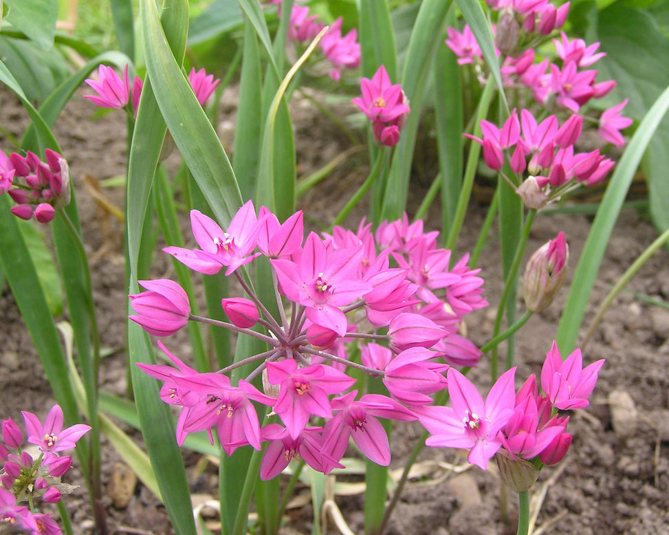 Allium oreophilum