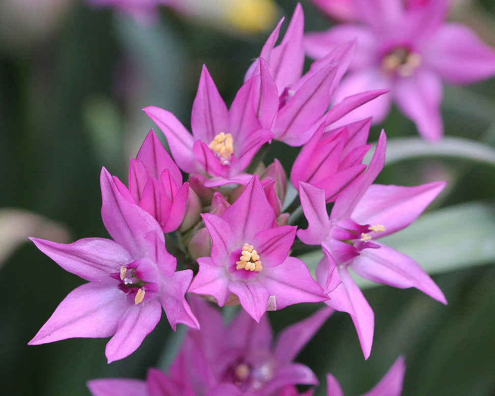 Allium oreophilum