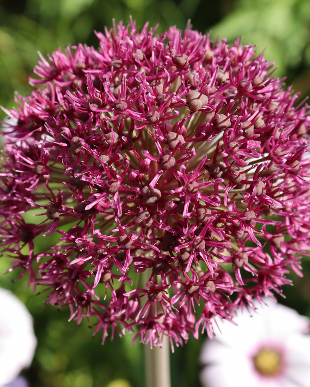 Allium 'Ostara'