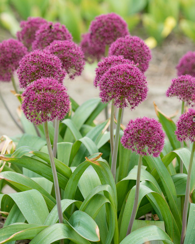 Allium 'Ostara'