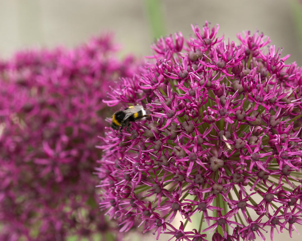 Allium 'Ostara'