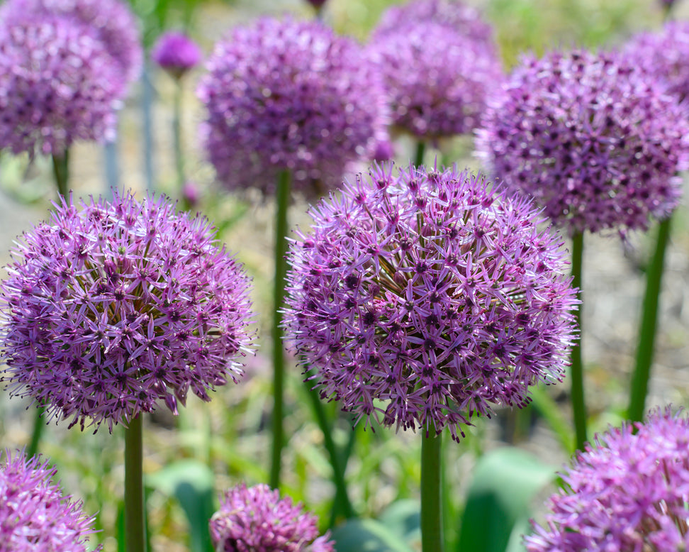 Allium 'Party Balloons'