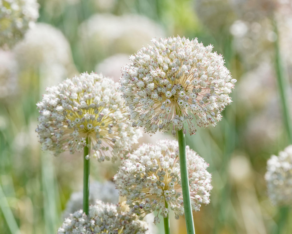 Allium 'Ping Pong'
