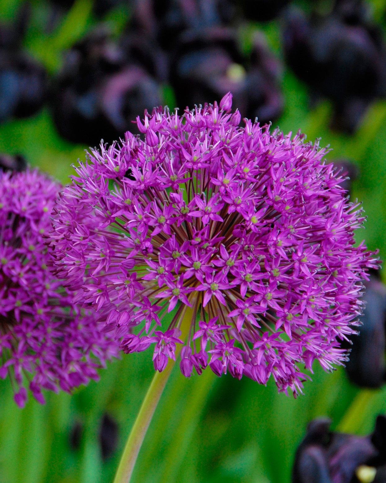 Allium 'Purple Sensation' bulbs — Buy 'Dutch garlic' online at Farmer
