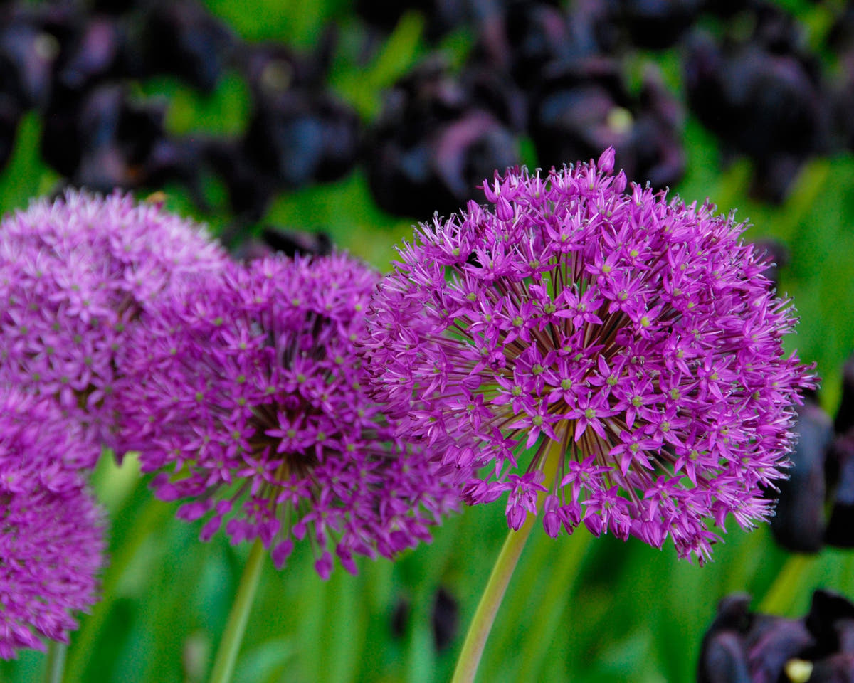 Flower BulbsPurple Sensation Bulbs UK - 4