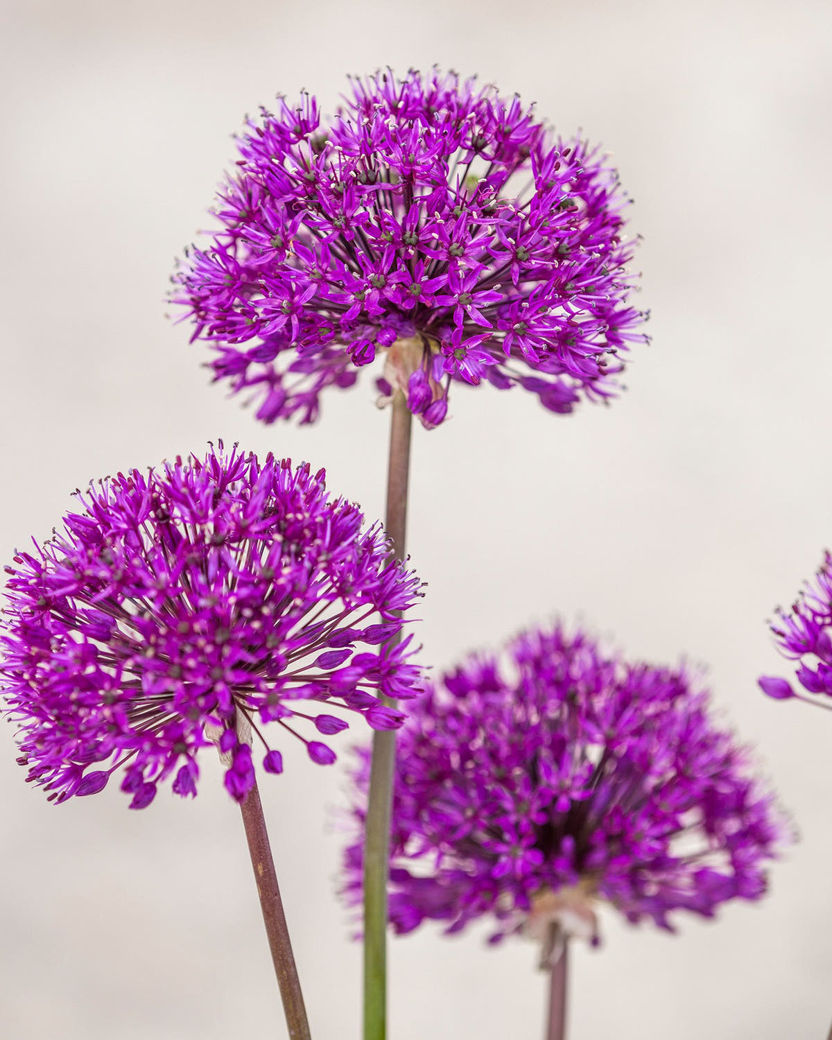 Flower BulbsPurple Sensation Bulbs UK - 3