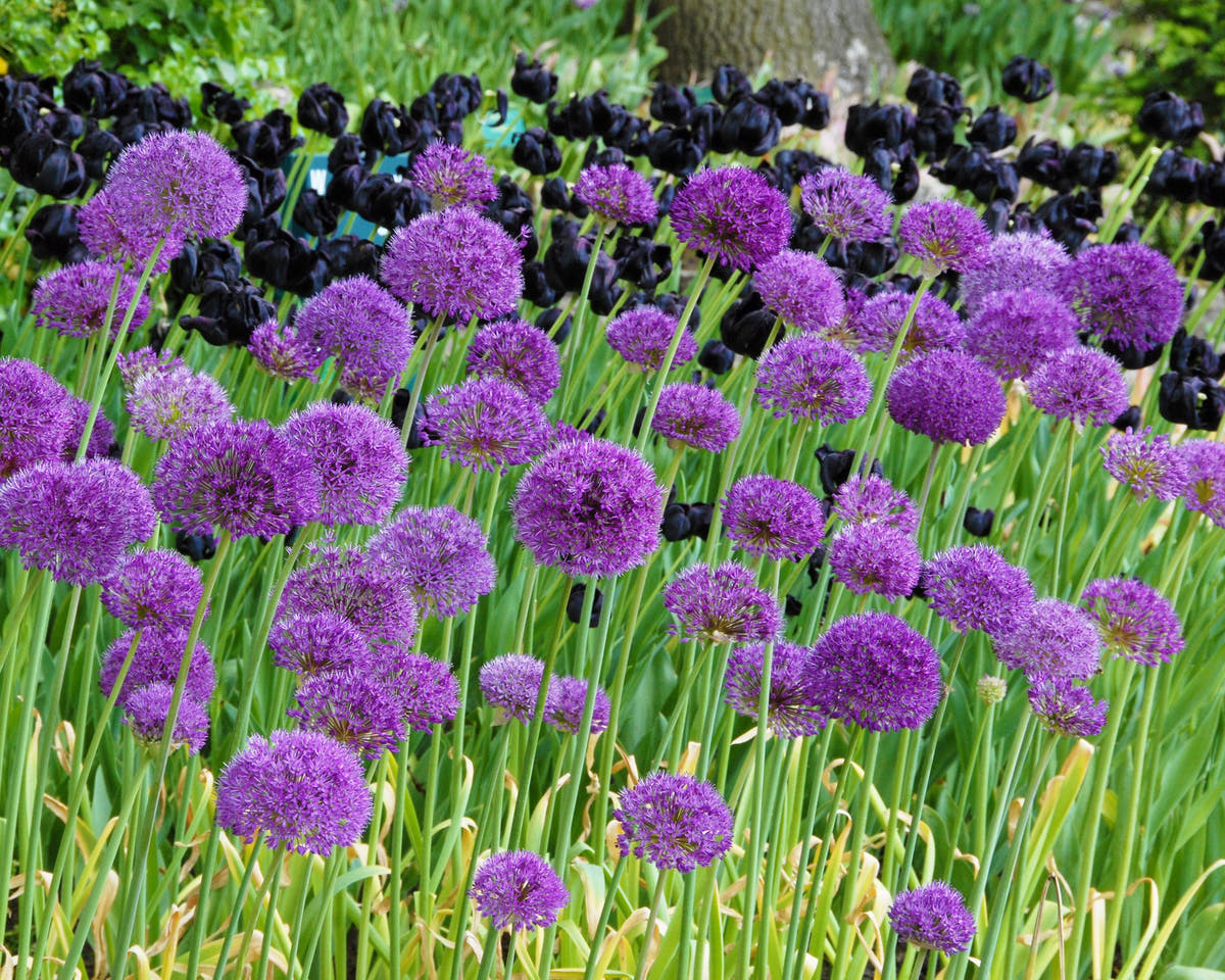 Flower BulbsPurple Sensation Bulbs UK - 2