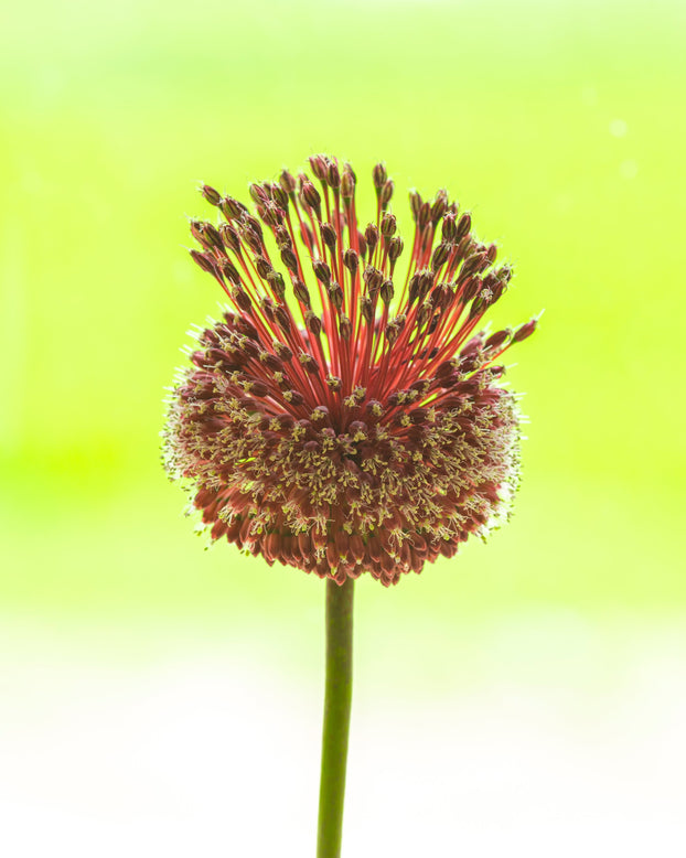 Allium 'Red Mohican'