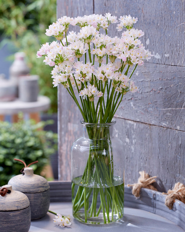 Allium roseum