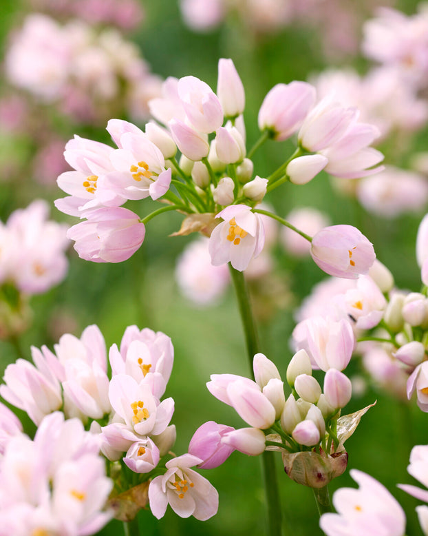 Allium roseum