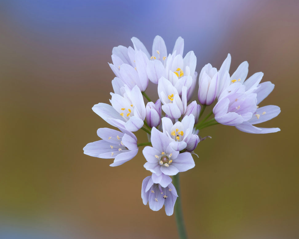 Allium roseum