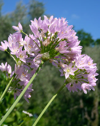 Allium roseum