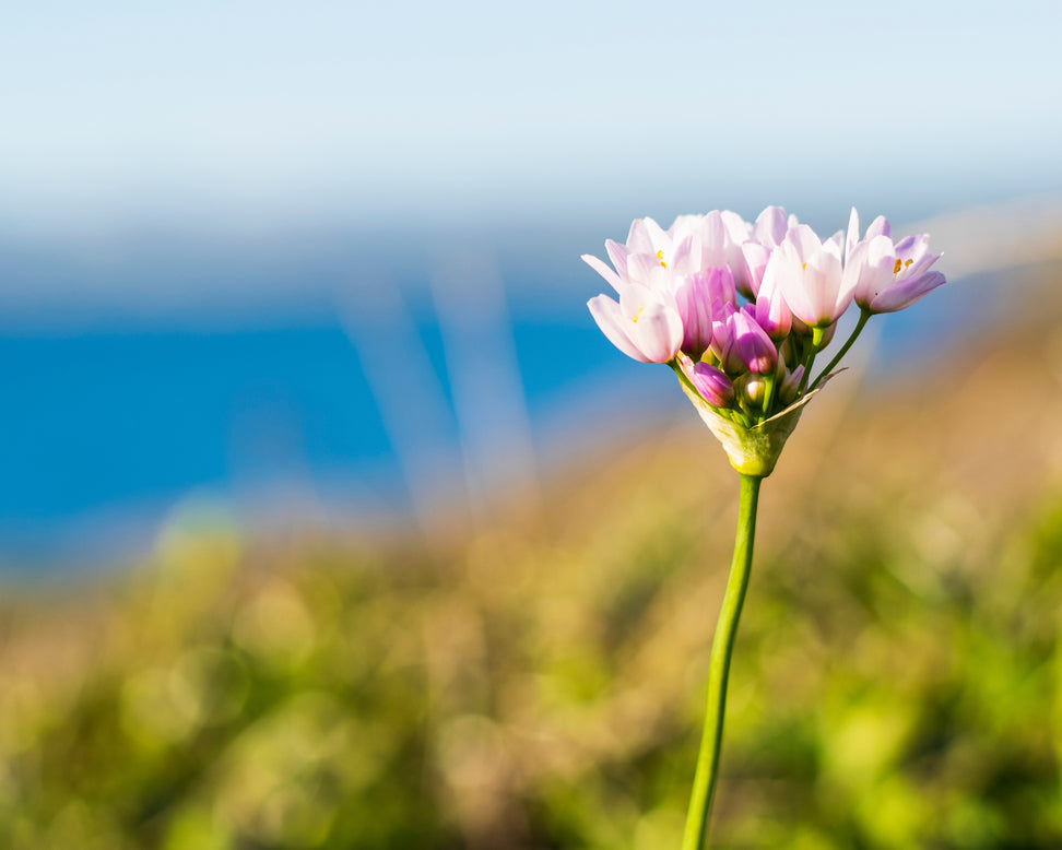 Allium roseum