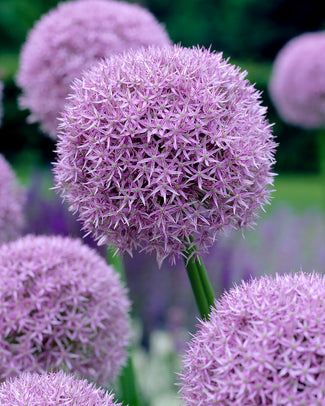 Allium 'Round 'n' Purple'