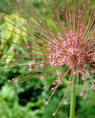 Allium schubertii