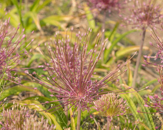 Allium schubertii