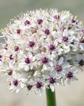 Allium 'Silver Spring'