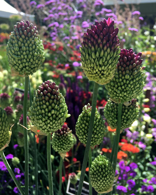 Allium sphaerocephalon