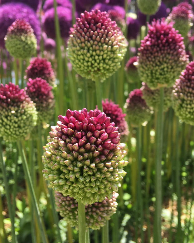 Allium sphaerocephalon