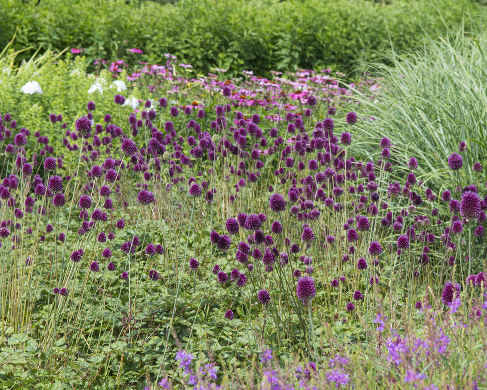 Allium sphaerocephalon