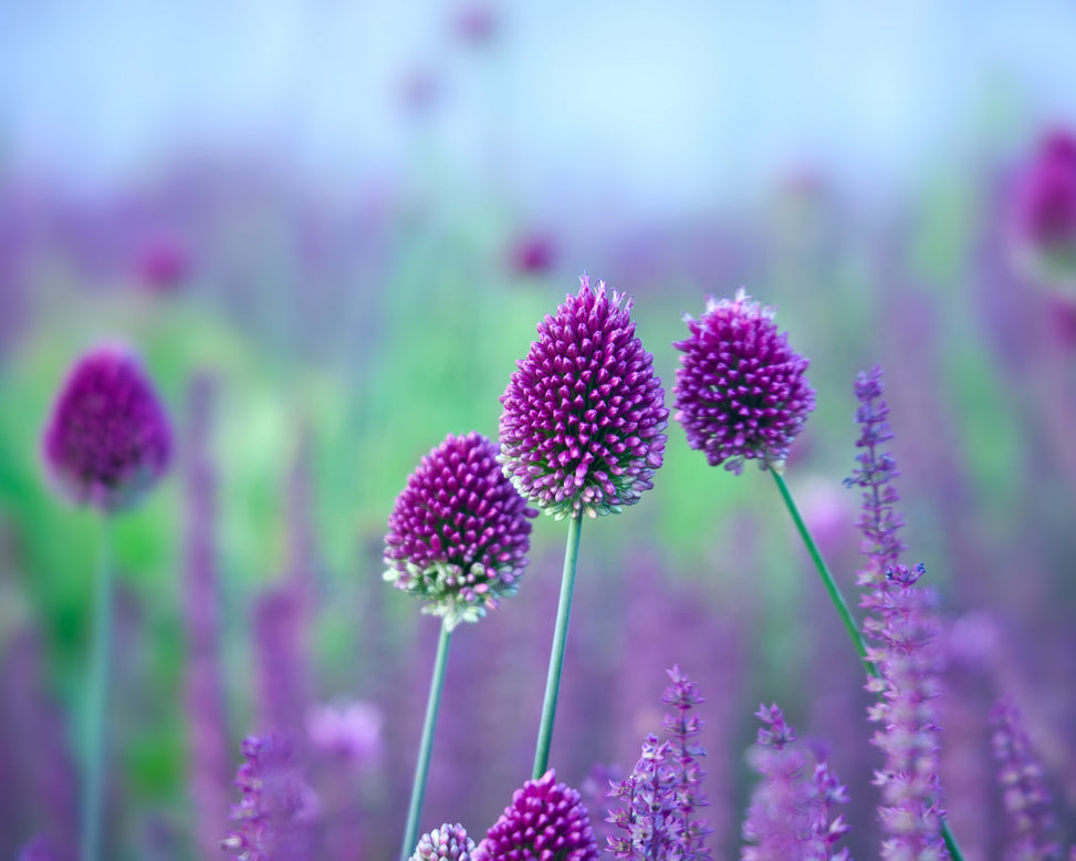 Allium sphaerocephalon