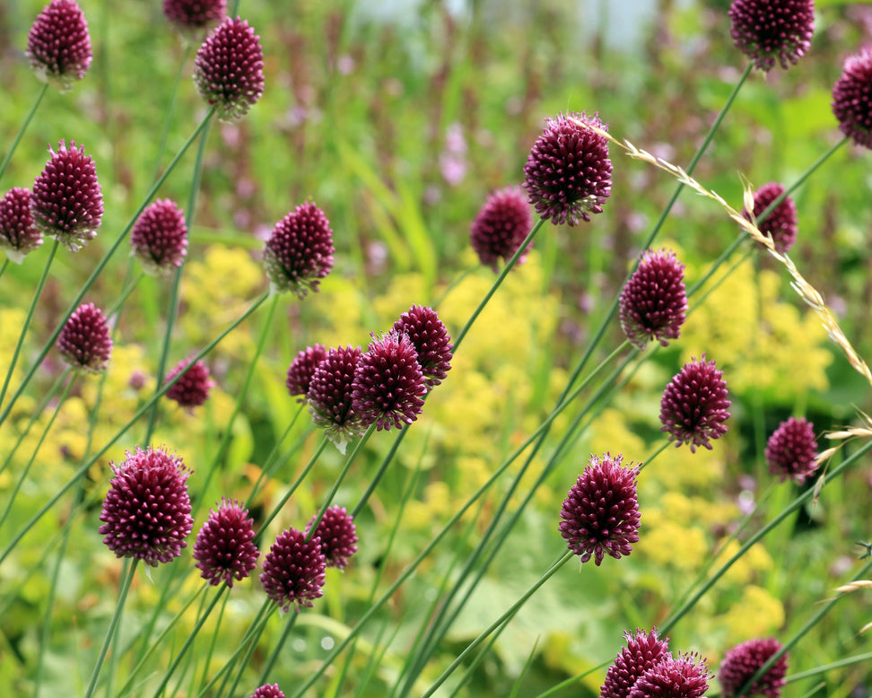 Allium sphaerocephalon