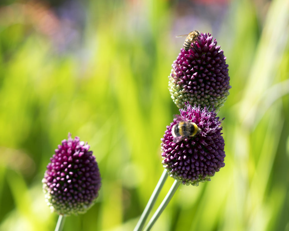 Allium sphaerocephalon