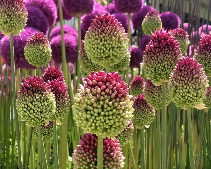 Allium sphaerocephalon