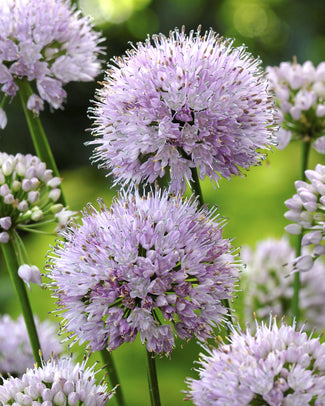 Allium 'Summer Beauty'