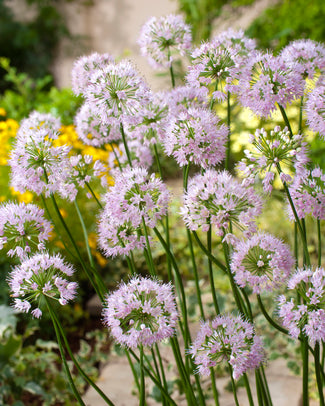 Allium Bulbs for Spring Planting
