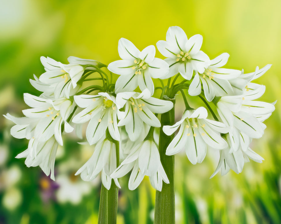 Allium triquetrum